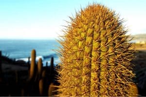 El M S Grande Santuario De Cactus Del Mundo Est En La Paz M Xico