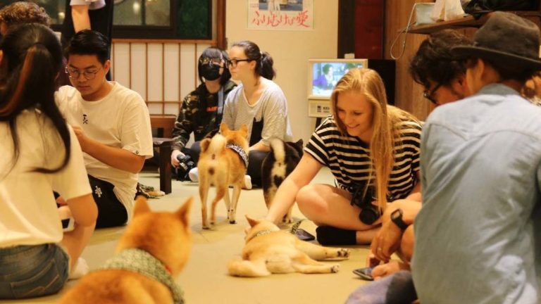 Me da un latte y perrito para acariciar Café Mame Shiba Inu Japón