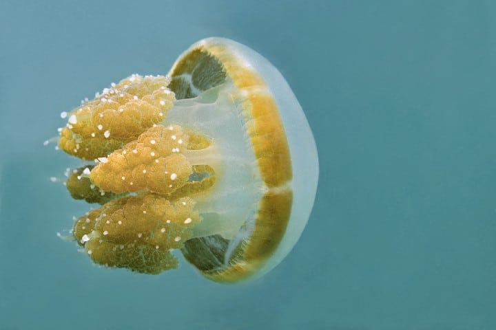 medusa indonesia - Nadar con medusas en Indonesia