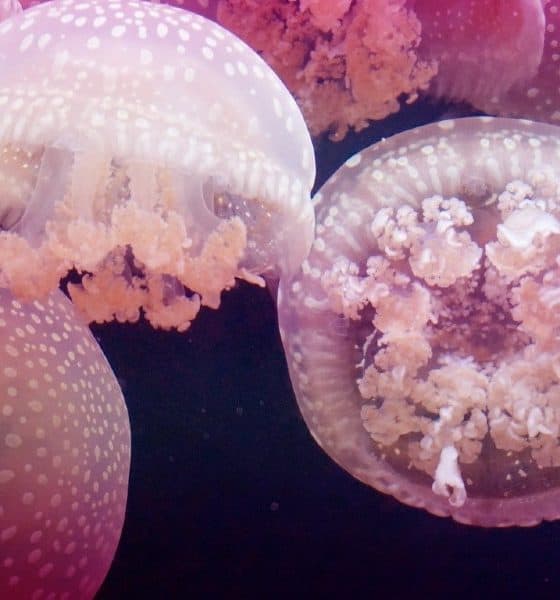 medusas (1)