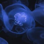 medusas Nadar con medusas en Indonesia
