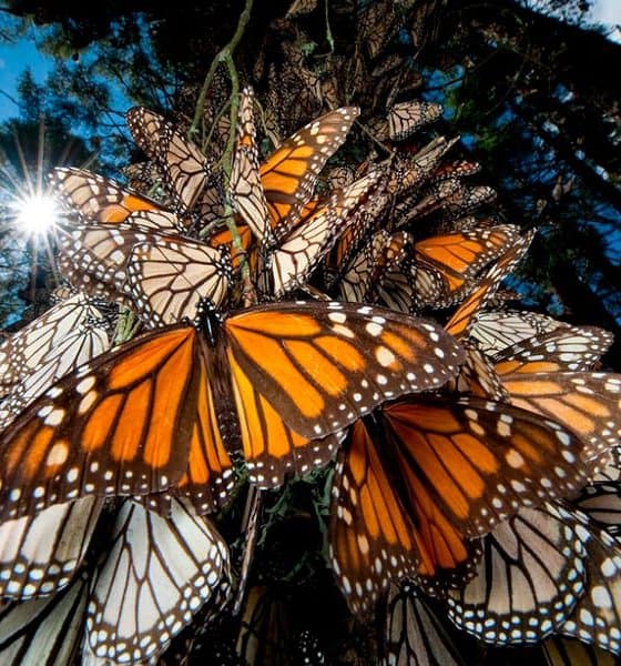 mariposa monarca (5)