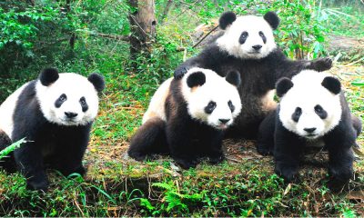 fotos-osos-panda anipedia