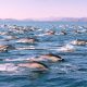 Delfines en el Mar de Cortés Foto Intriper