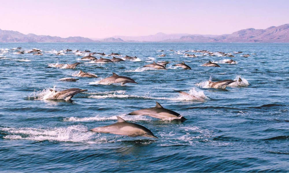 Delfines en el Mar de Cortés Foto Intriper