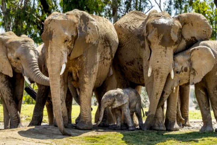 Elefantes del Zoológico de San Diego hermosos paquidermos Foto Vive USA