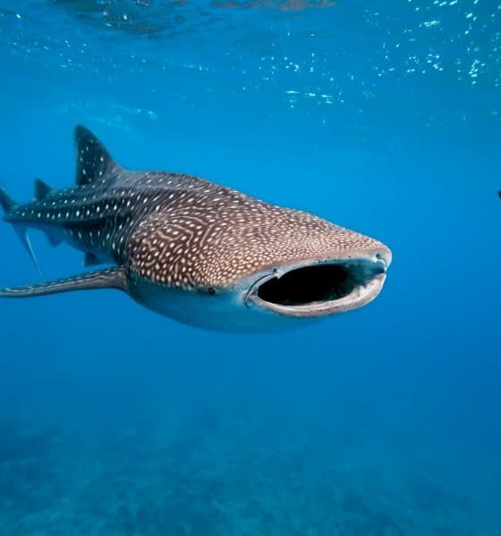 Nadar con tiburones Foto Shutterstock