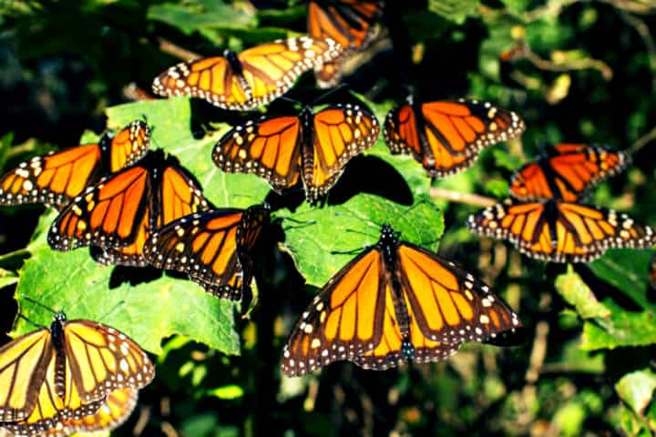 Áreas protegidas, Migración de la Mariposa Monarca. Foto Contralínea.