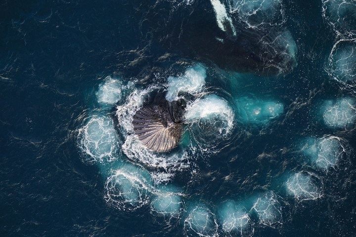 La ballena jorobada
