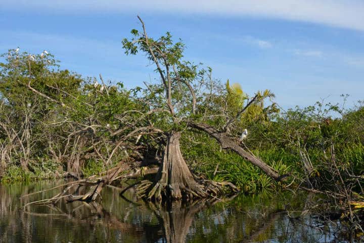 Ecosistema de San Blas Nayarit.Foto.Sección Amarilla.7