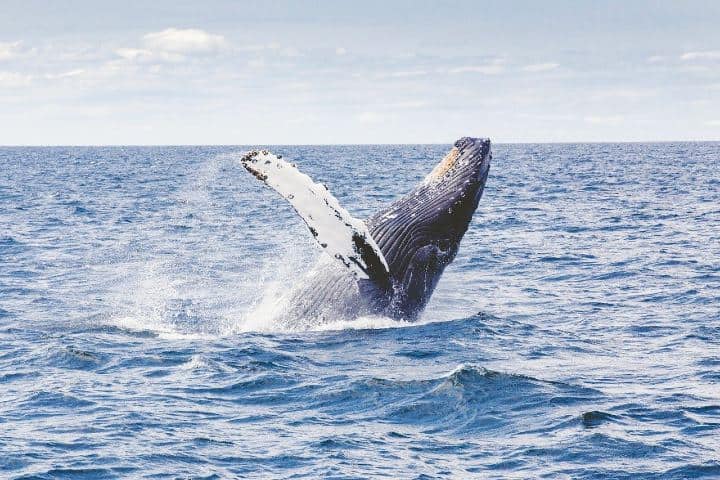 Espectáculo de la ballena gris Foto Free-Photos