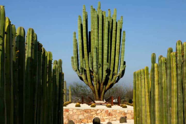 Cactus en jardines de México. Foto Jardines de México.