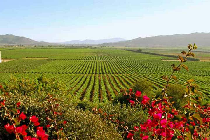 La ruta del vino en baja california. Foto Julio Rodríguez.