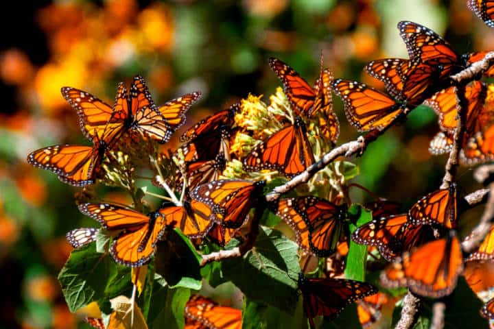 Migración de la mariposa monarca. Foto Michoacán en concreto.
