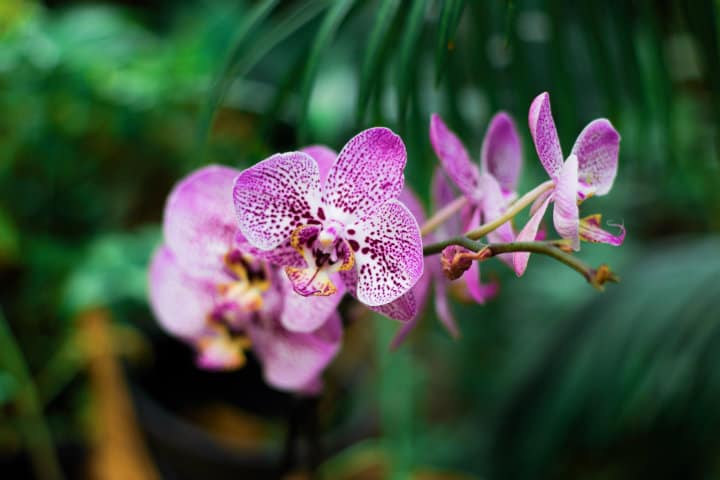 Orquídea.Puerto Rico. Foto Yeimy Oliver 5