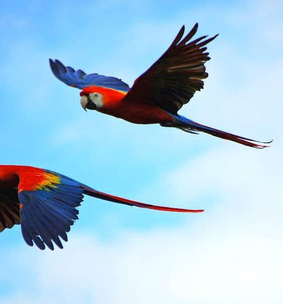 Portada.Guacamayas en vuelo.Reserva Montes Azules.Chiapas.Foto.Carl Swain