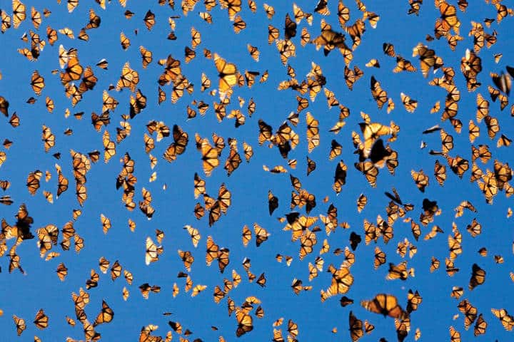 Migración de las Mariposas Monarca. Foto Rancho Mágico.