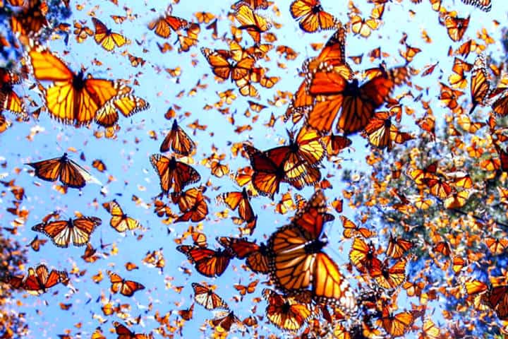 Mariposa monarca. Foto Universidad Autónoma de Nuevo León.