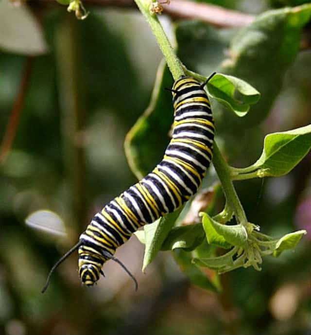 Resultado de imagen para MARIPOSA MONARCA