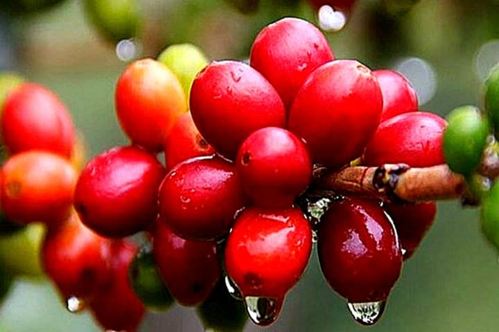 Al cuidar de la selección de las cerezas, se obtiene un café de excelencia Foto BAOMOI