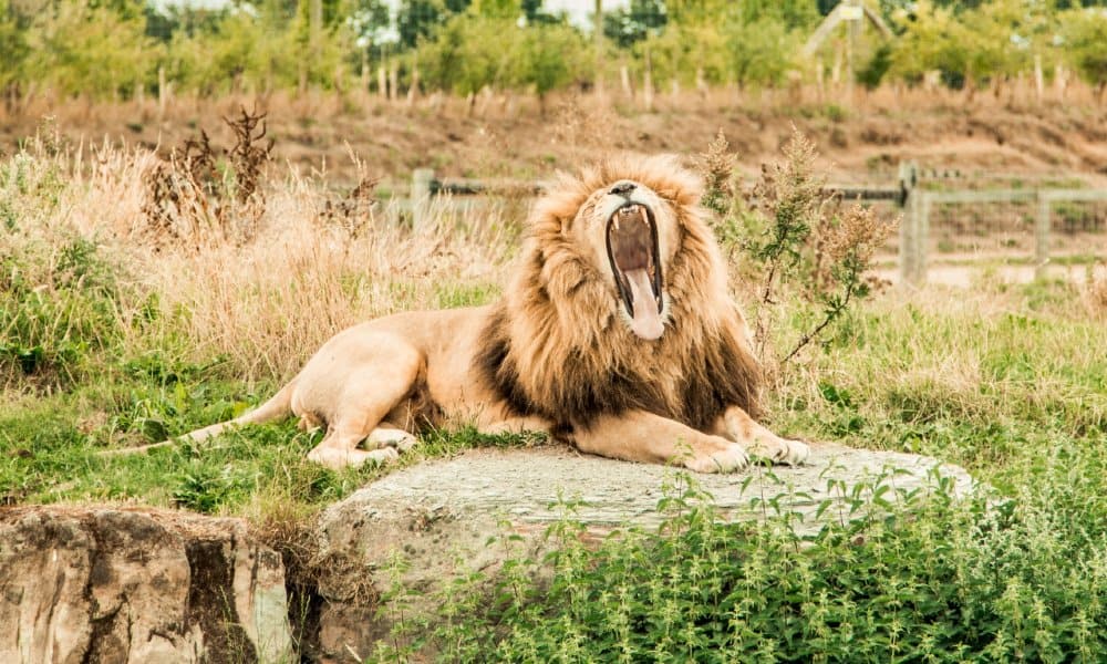 Featherdale Wildlife Park Australia León. Foto: Joe Lemm