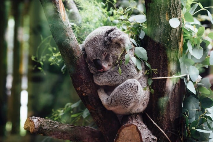 Koala. Foto: Jordan Whitt
