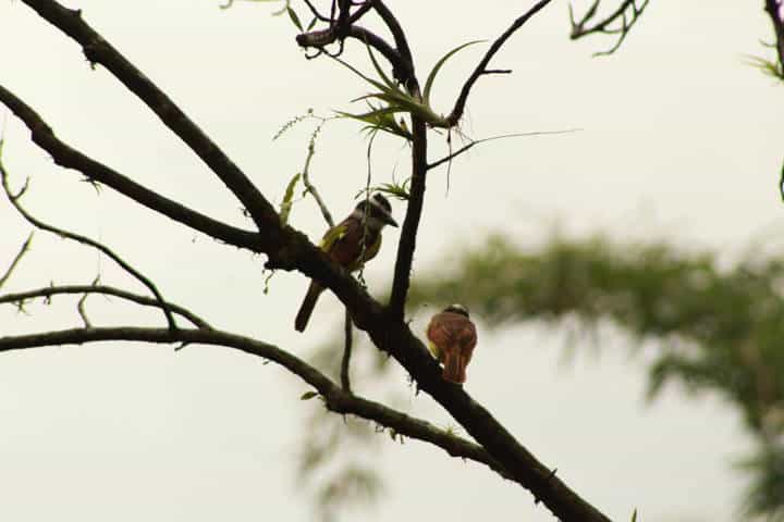 Pájaros. Chiapas. Foto Argovia Finca Resort 13