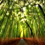 bosque bambu02