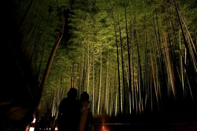 bosque bambu03