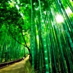 bosque bambu04