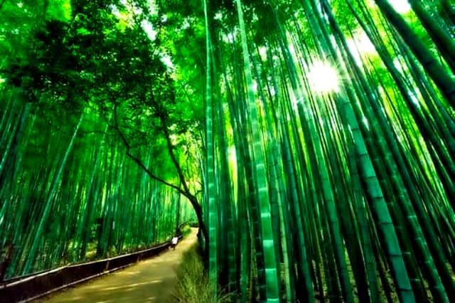 bosque bambu04