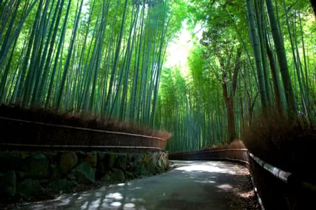 bosque bambu06