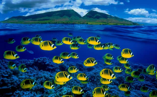 hawai01