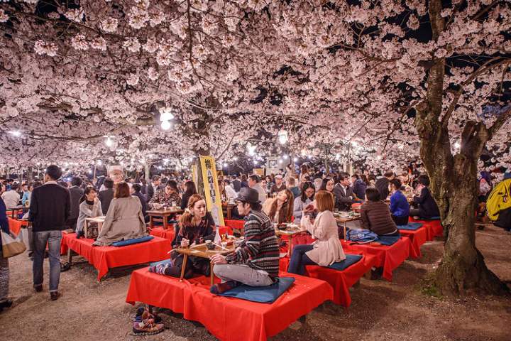 Contemplación de los cerezos Hanami Japón FOTO: Traveler