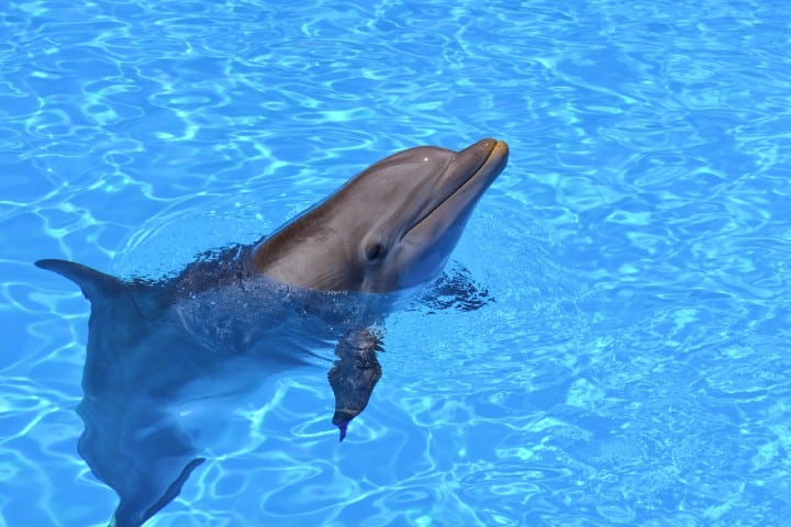 Delfin. Foto: Damian Patkowski