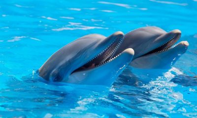 Delfines. Foto: Pexels