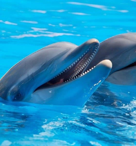 Delfines. Foto: Pexels