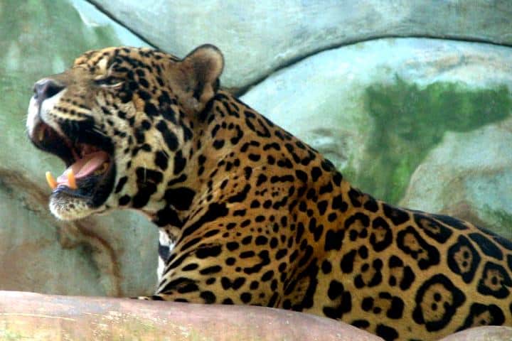 Jaguar La Venta