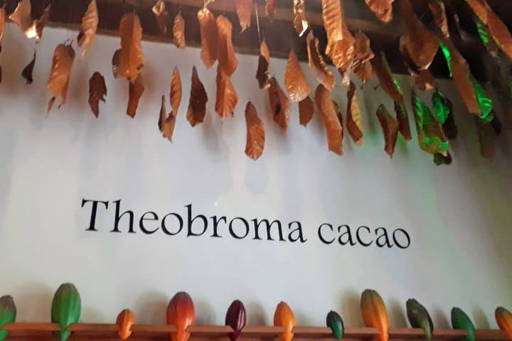 Letreros en el museo del chocolate.Foto.México Chulo.4