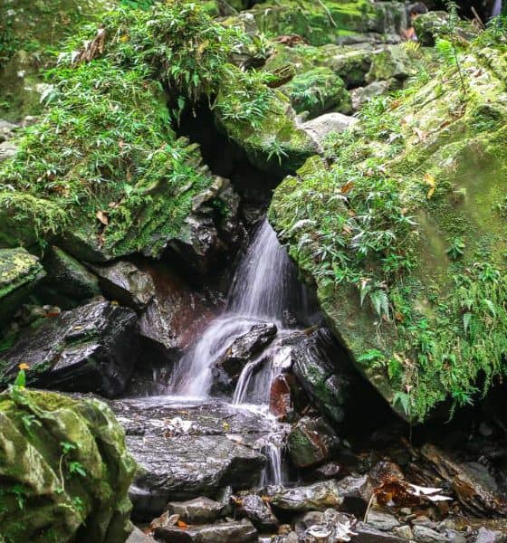 Portada El yunque. Puerto Rico. Foto PR 5