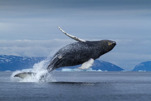 gigantemarino01