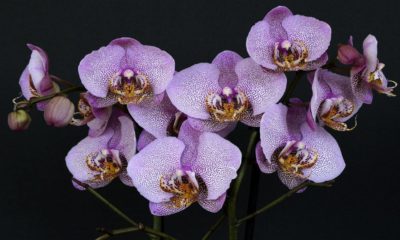 Exposición de orquídeas en New York. Foto Anncapictures.