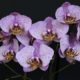 Exposición de orquídeas en New York. Foto Anncapictures.