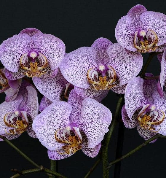 Orquídeas Foto annca