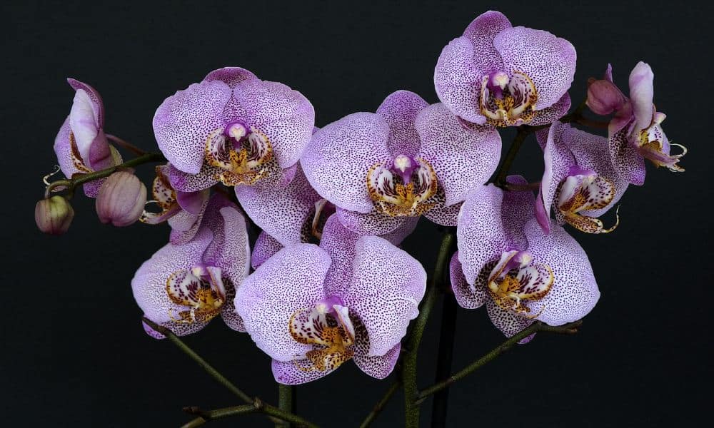 Orquídeas Foto annca