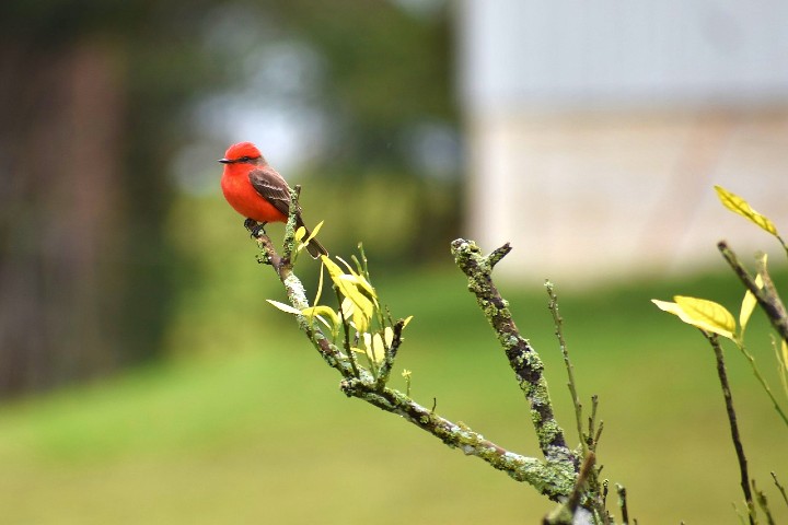 Pájaro rojo. Foto Pixabay