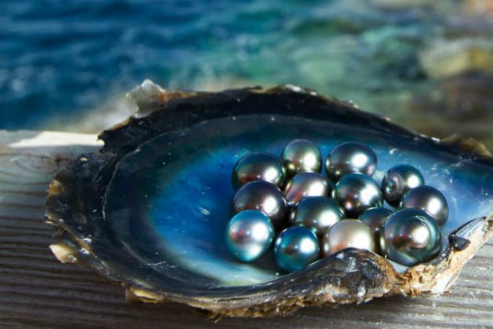 Introducir 32+ imagen granja de perlas en cozumel precio