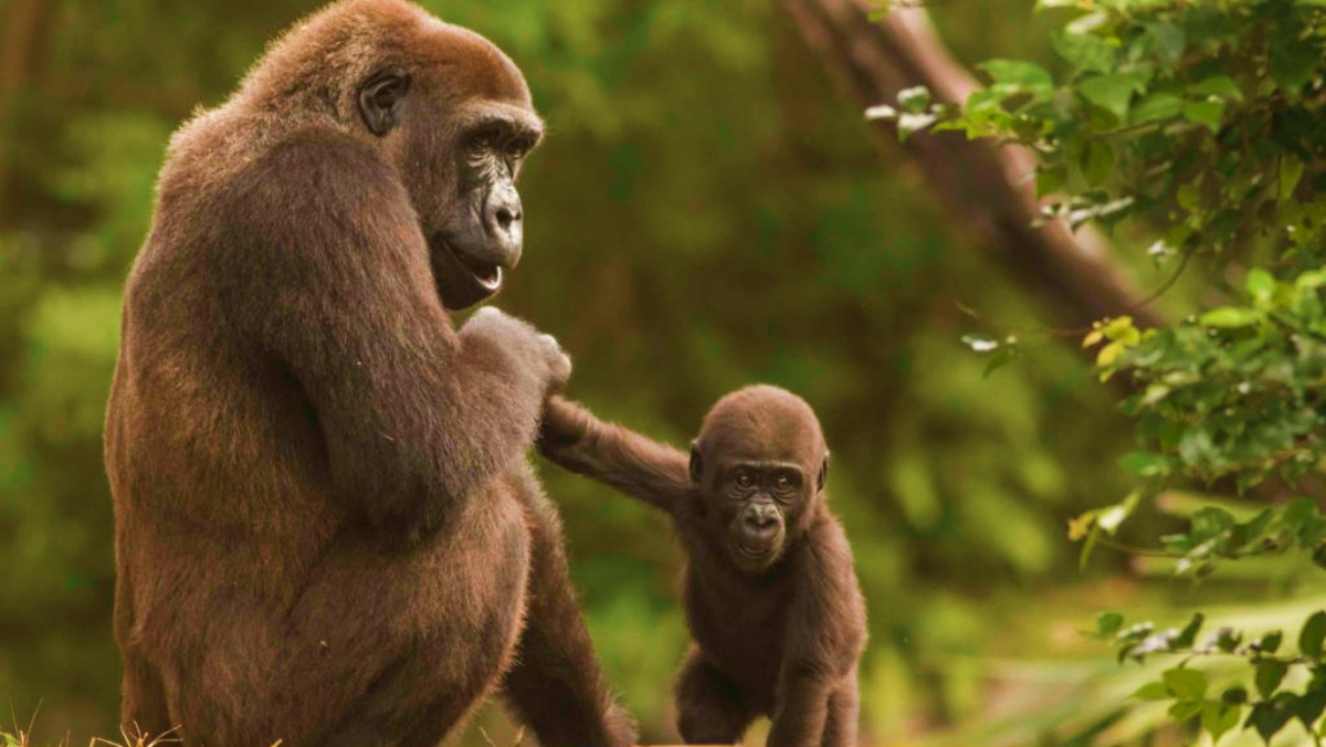 Bebé gorila en Busch Gardens Foto Ondas Lasser