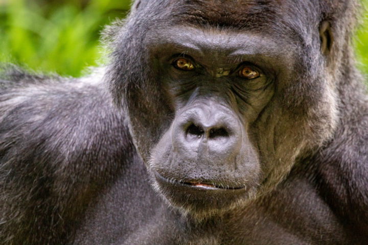 Los Gorilas Occidentales de Tierras Bajas están en peligro de extinción por diversos virus letales para sus manadas Foto Joshua J Cotten