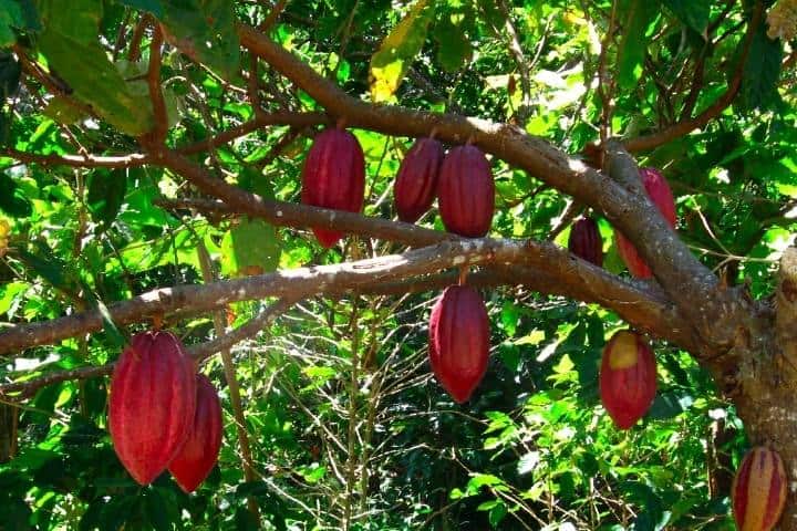 cacao-tree